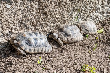 Kaplumbağa Testudo Marginata Avrupa kara kaplumbağası ailesi üç farklı büyüklükte bebek anne ve baba yakın çevreye dizildiler.