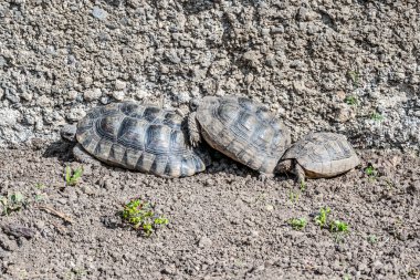 Kaplumbağa Testudo Marginata Avrupa kara kaplumbağası ailesi üç farklı büyüklükte bebek anne ve baba yakın çevreye dizildiler.