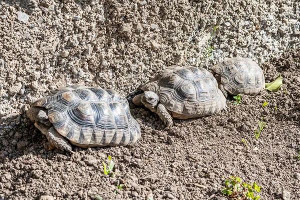 Sköldpadda Testudo Marginata europeiska landsköldpadda familj tre sköldpaddor olika storlek baby föräldrar uppradade närbild djurliv — Stockfoto