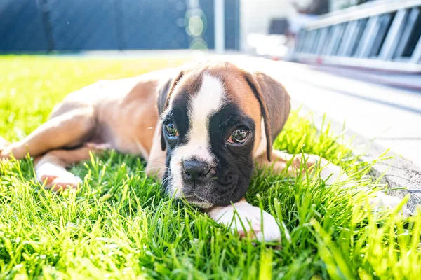8 semanas joven cachorro de raza pura perro boxeador alemán dorado acostado en gras verde — Foto de Stock