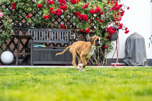 8 semaines jeune chiot de boxer allemand doré de race pure courir et junping — Photo