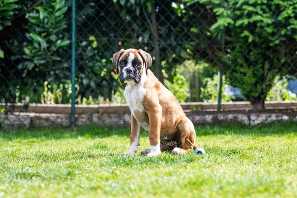 8 semanas joven pura raza cachorro de oro perro boxeador alemán — Foto de Stock
