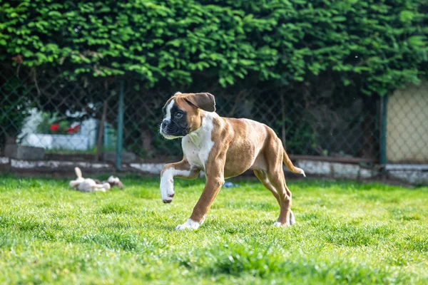 8 тижнів молоді чистокровні золотисті німецькі боксери щеня бігають і кашляють — стокове фото