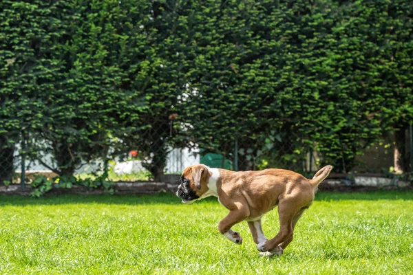 8 haftalık genç safkan Alman boksör köpek yavrusu koşturup duruyor. — Stok fotoğraf