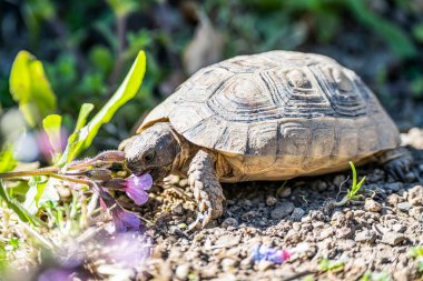 Kaplumbağa Testudo Marginata Avrupa deniz kaplumbağası mor çiçekleri yiyor.
