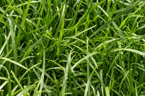 Close up of fresh thick grass with water drops in the early morning — Stock Photo, Image