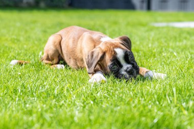 8 haftalık genç safkan Alman köpek yavrusu.