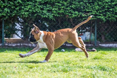8 haftalık genç safkan Alman boksör köpek yavrusu koşturup duruyor.