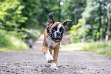 8 haftalık genç safkan Alman boksör köpek yavrusu koşturup duruyor.
