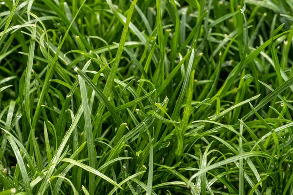 Close up of fresh thick grass with water drops in the early morning — Stock Photo, Image