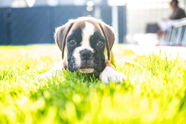 8 semanas joven cachorro de raza pura perro boxeador alemán dorado acostado en gras verde — Foto de Stock