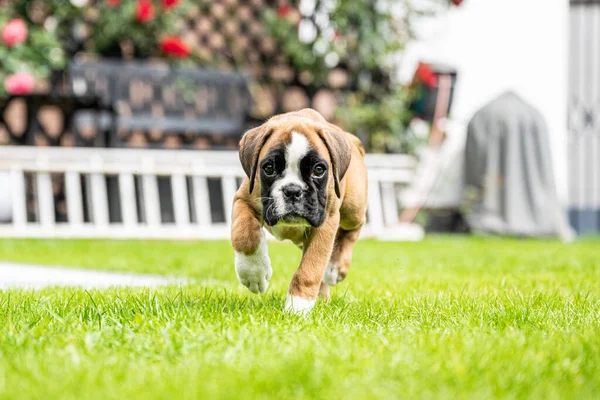 8 тижнів молоді чистокровні золоті цуценята боксерські собаки — стокове фото