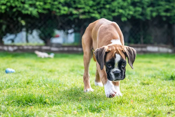 8 semanas de raça pura jovem cachorro de ouro cão boxer alemão — Fotografia de Stock