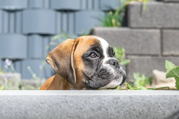 8 weeks young purebred golden puppy german boxer dog — Stock Photo, Image