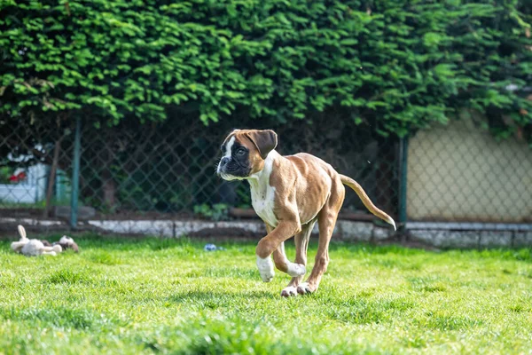 8週間若いですpurebreeded黄金ドイツのボクサー犬子犬実行してジャンプ — ストック写真