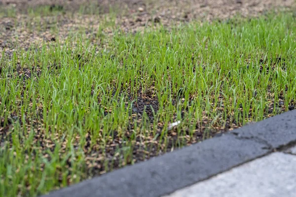 Fresh green spring gras closeup Lawn grass sprouting, sowing crops and grains — Stock Image Fresh green spring gras closeup Lawn grass sprouting, sowing crops and grains Stock Image