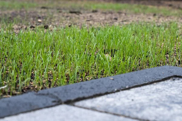 Fresh green spring gras closeup Lawn grass sprouting, sowing crops and grains — Stock Image Fresh green spring gras closeup Lawn grass sprouting, sowing crops and grains Royalty Free Stock Images