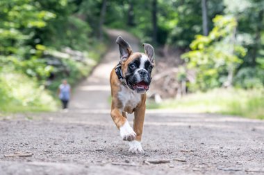 8 haftalık genç safkan Alman boksör köpek yavrusu koşturup duruyor.