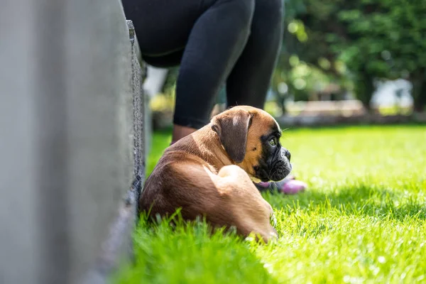 8 semaines jeune chiot d'or pur chien boxeur allemand — Photo