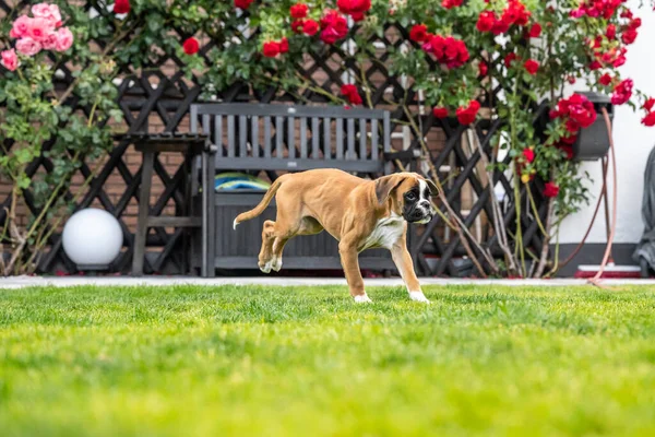 8 semaines jeune chiot de boxer allemand doré de race pure courir et junping — Photo