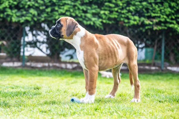 8 semanas joven pura raza cachorro de oro perro boxeador alemán — Foto de Stock