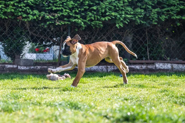 8 semaines jeune chiot de boxer allemand doré de race pure courir et junping — Photo