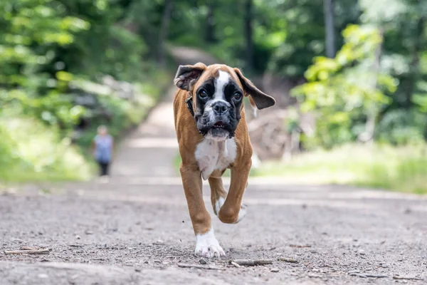 8 semanas puppy cão boxer alemão de raça pura jovem correndo e juntando — Fotografia de Stock