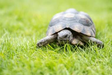 Kaplumbağa Testudo Marginata Avrupa kara kaplumbağası yeşil çimlerin üzerinde yürüyor.