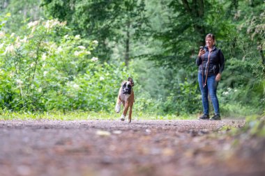 8 haftalık genç safkan Alman boksör köpek yavrusu koşturup duruyor.