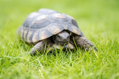 Kaplumbağa Testudo Marginata Avrupa kara kaplumbağası yeşil çimlerin üzerinde yürüyor.