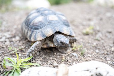 Kaplumbağa Testudo Marginata Avrupa kara kaplumbağası vahşi hayata yakın