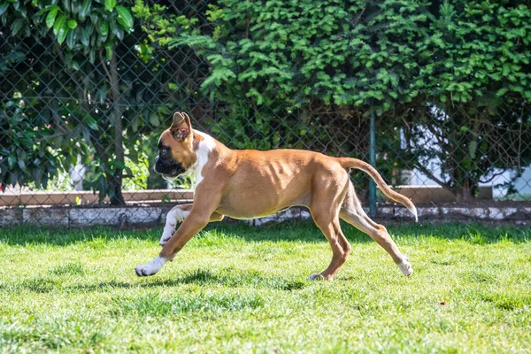 8 semaines jeune chiot de boxer allemand doré de race pure courir et junping — Photo