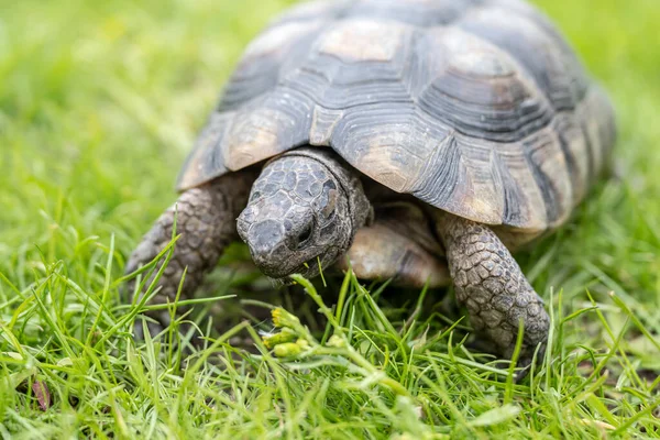 Kaplumbağa Testudo Marginata Avrupa kara kaplumbağası yeşil çimlerin üzerinde yürüyor.