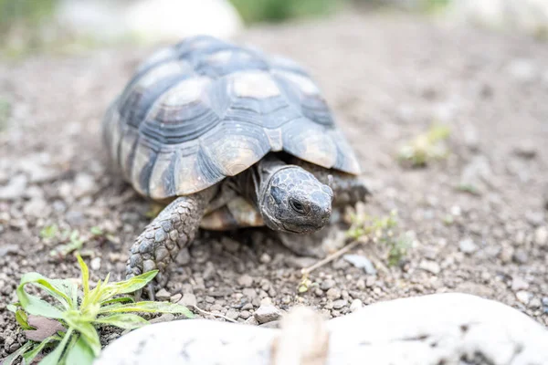 Sköldpadda Testudo Marginata europeiska landsköldpadda närbild vilda djur — Stockfoto