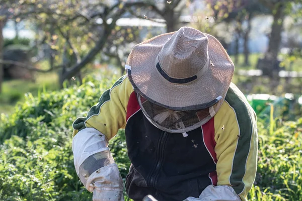 養蜂家はミツバチと屋外で働く新鮮な黄金の蜂蜜を作る — ストック写真