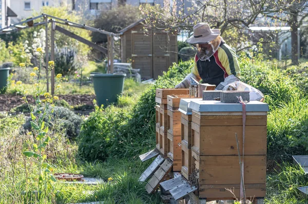 養蜂家はミツバチと屋外で働く新鮮な黄金の蜂蜜を作る — ストック写真