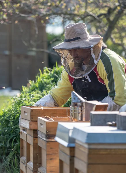 Imker, der frischen goldenen Honig herstellt, arbeitet im Freien mit Bienen — Stockfoto