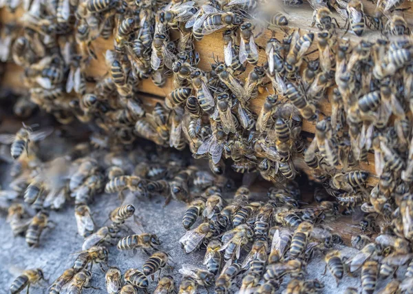 Primer plano de una enorme multitud de abejas melíferas volando hacia la colmena colmena Abejas trabajadoras recogiendo polen amarillo —  Fotos de Stock