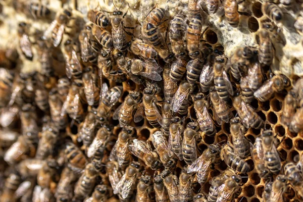 Крупный план пчёл на сотах в пасеке — стоковое фото
