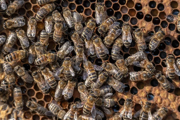 Primer plano de las abejas en panal de abeja en marco colmenar miel enfoque selectivo —  Fotos de Stock