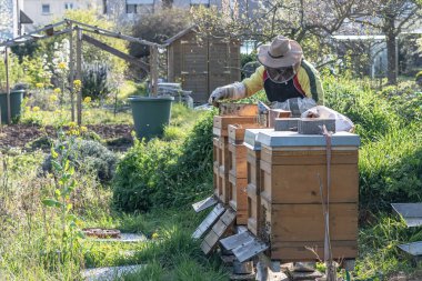Arıcı arılarla çalışarak taze altın bal yapıyor.