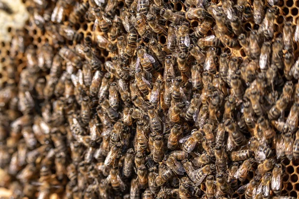 Primer plano de las abejas en panal de abeja en marco colmenar miel enfoque selectivo —  Fotos de Stock