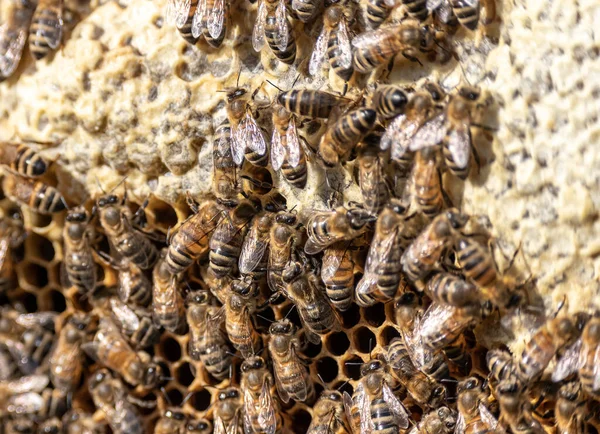 Primer plano de las abejas en panal de abeja en marco colmenar miel enfoque selectivo —  Fotos de Stock