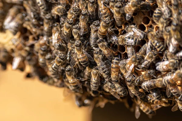 Primer plano de las abejas en panal de abeja en marco colmenar miel enfoque selectivo —  Fotos de Stock