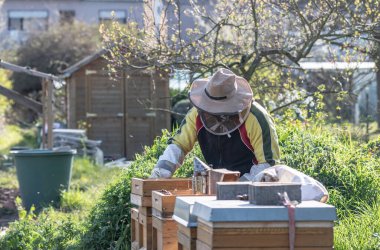 Arıcı arılarla çalışarak taze altın bal yapıyor.