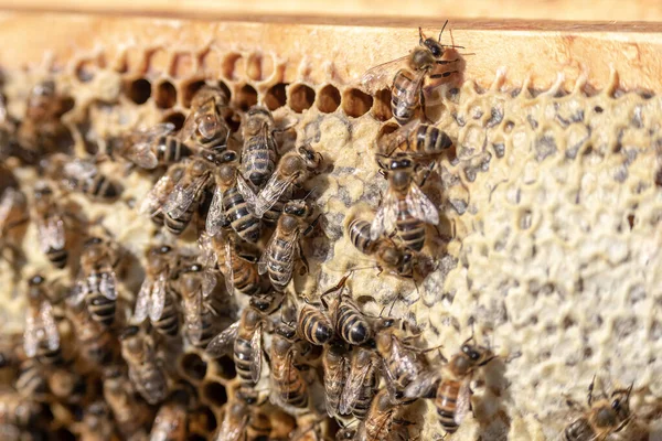 ミツバチの巣を蜂の巣状に閉じ込めるミツバチの選択的焦点 — ストック写真