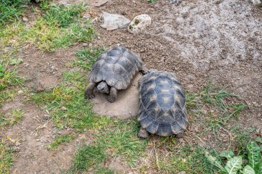 Testudo Marginata Breitrandschildkroete in Freilauf bei Paarung Vermehrung als Paar durch Reiten Aufstieg Turtle.