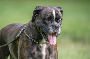 Güzel 3 yaşında safkan altın sarısı Alman boksör köpek yavrusu zıplayarak açık havada atış yapıyor..