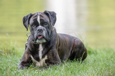 Güzel 3 yaşında safkan altın sarısı Alman boksör köpek yavrusu zıplayarak açık havada atış yapıyor..