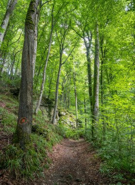 Berdorf Mullerthal Lüksemburg 'da Kum Taşı kaya oluşumları ile güzel yeşil orman yürüyüş yolu.